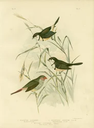 Pinson de Bicheno, 1891